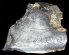 Mammoth Molar Slice - South Carolina #44068-2